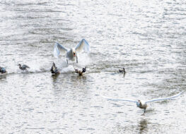 005 - klingnauer stausee